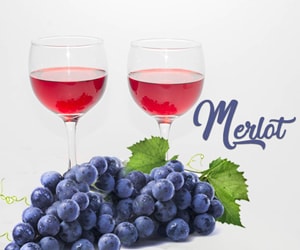 Shiraz Vs Merlot All About Australian Wines Wineries Just Wine Blog,Pet Lizards