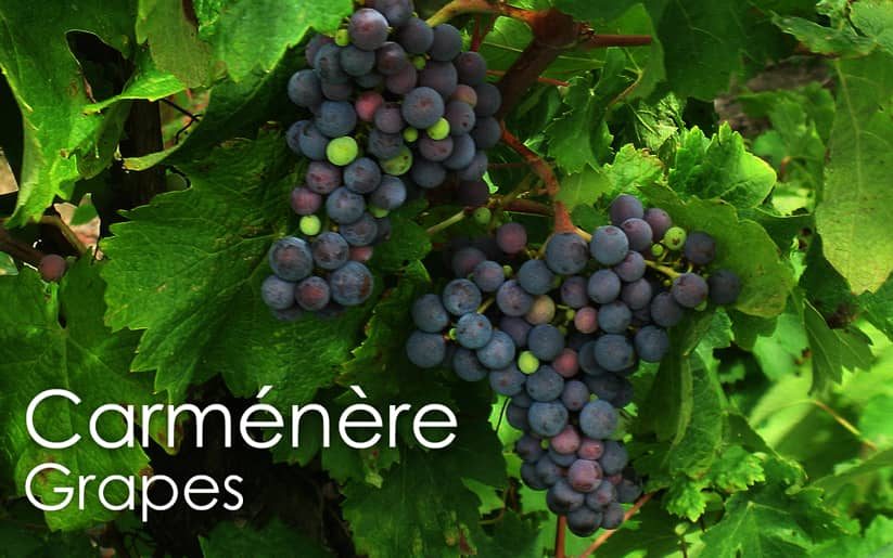 Carménère Grape