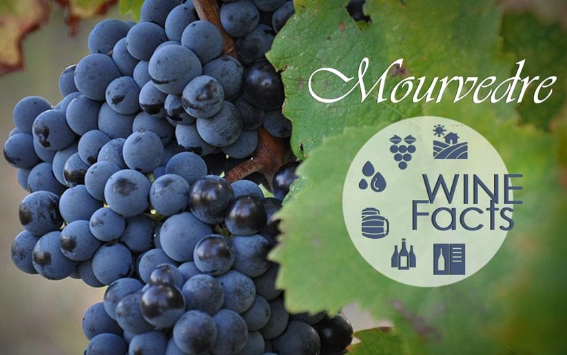 Mourvedre Wine Facts