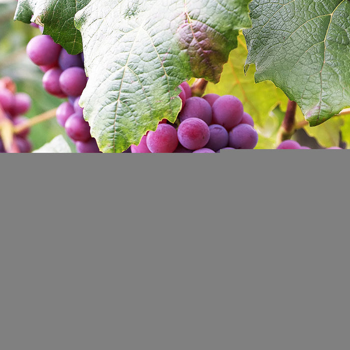 Oz Wine Facts – Pinot Grigio