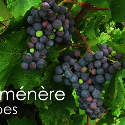 Carménère Grape