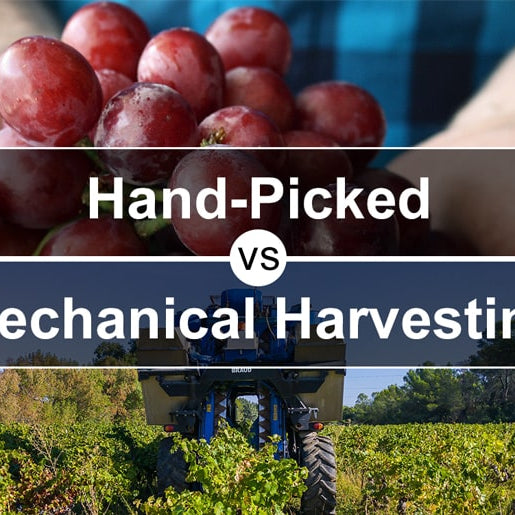 Hand-picked vs Mechanical Harvesting