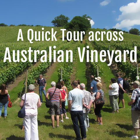 Why Australian Wineries are So Popular