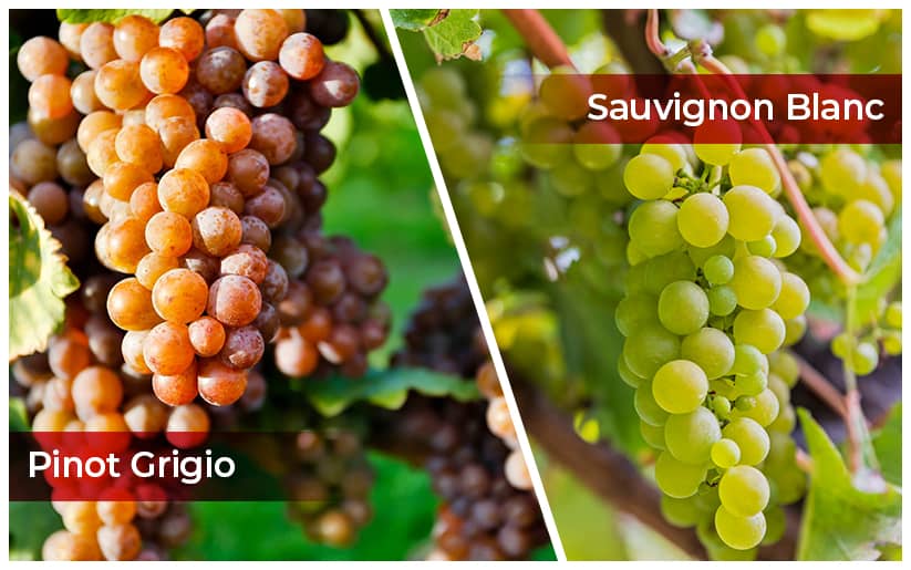 Pinot Grigio Vs Sauvignon Blanc - Difference Between Pinot Grigio And ...