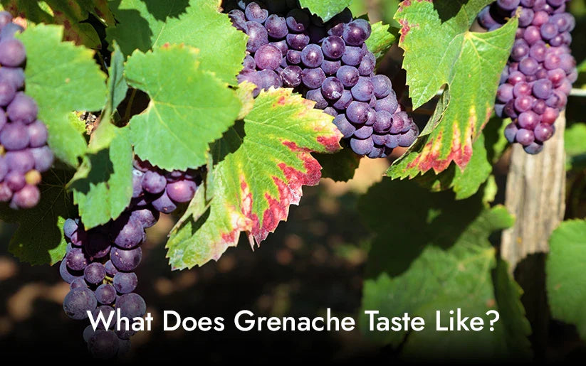 What Does Grenache Taste Like?