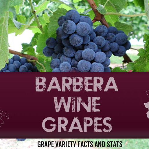 barbera-wine-grapes