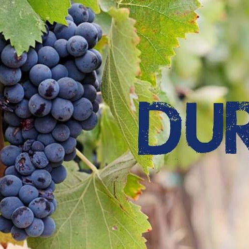 durif wine facts