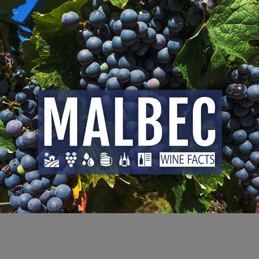 Oz Wine Facts – Malbec Grapes and Varietals