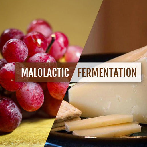Malolactic Fermentation Decoded For The Layperson
