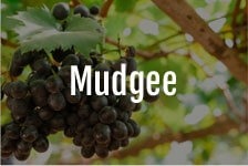 Mudgee Wine Region